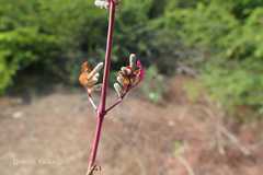 Nothosaerva brachiata